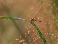 /album/insekter/insekter-04-augusti-2012-img-4170-jpg/